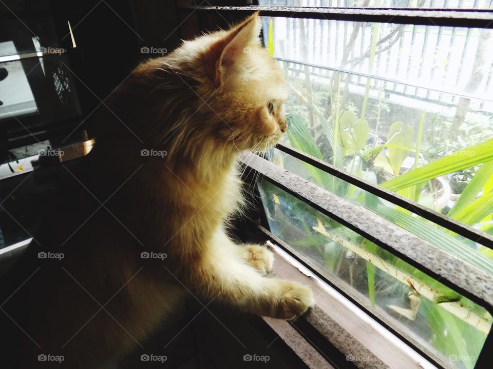 My cat wants to come out