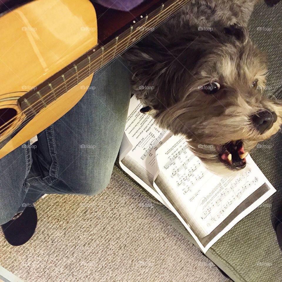 Schnoodle Sings the Blues