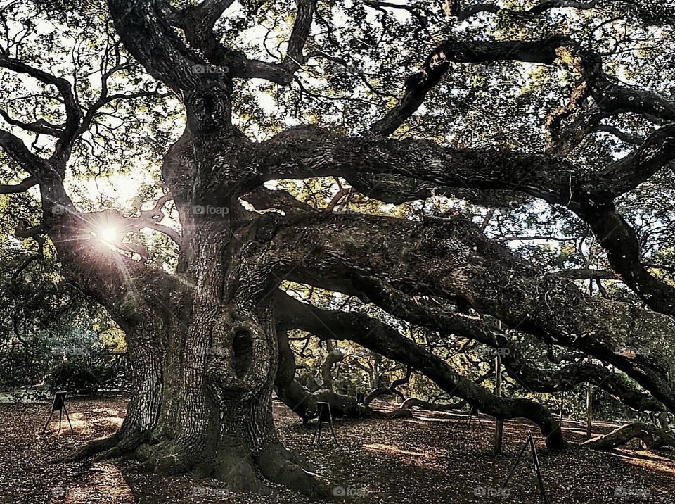 ancient of days angel oak