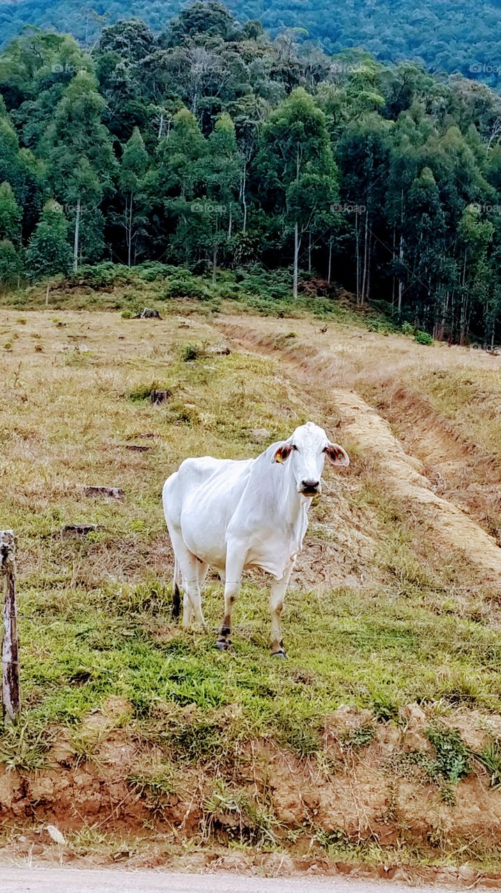Touro Branco. white bull