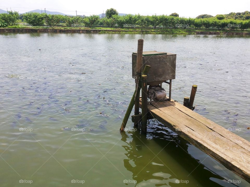 automatic fish feeder