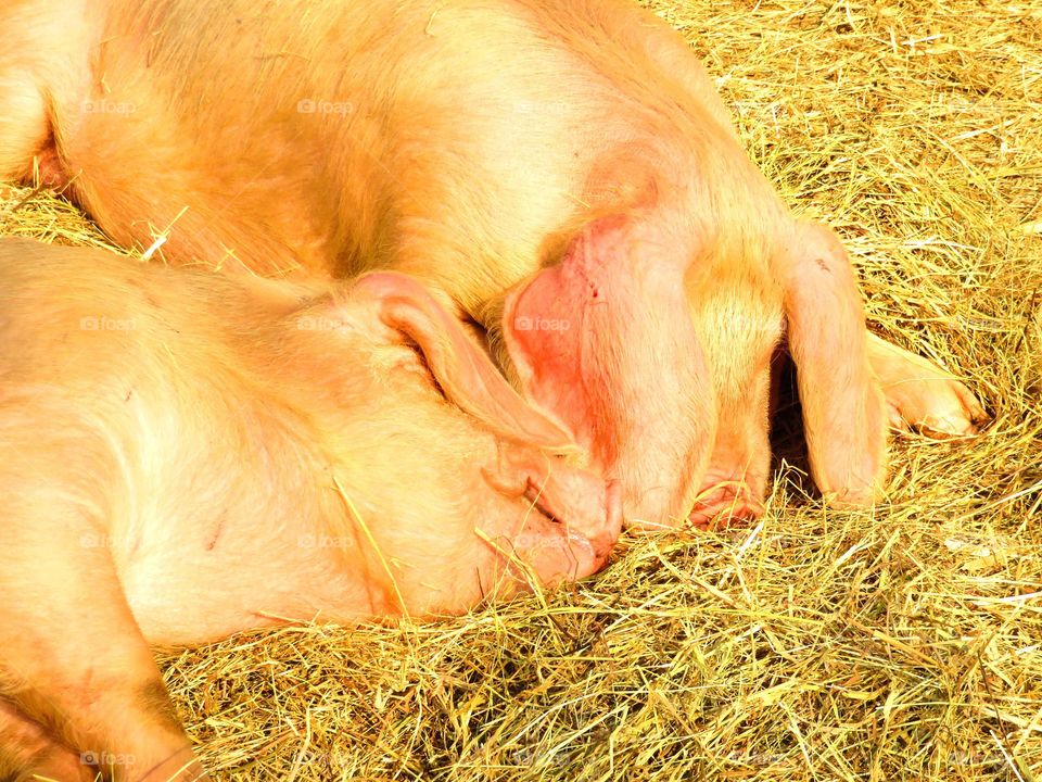 resting pigs