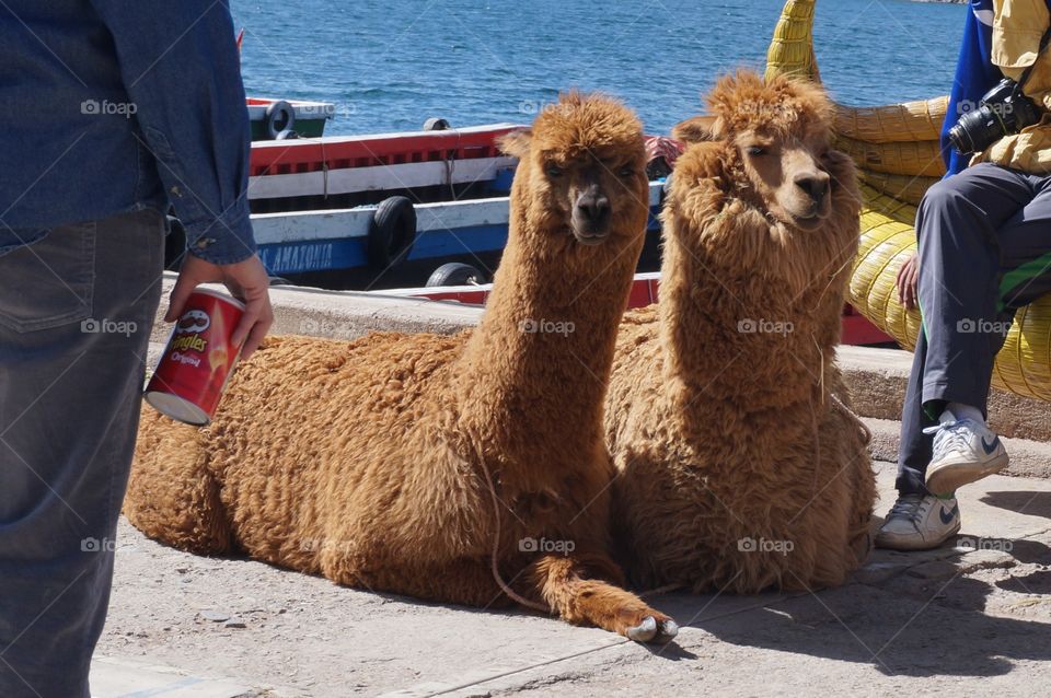 Sitting together by the lake