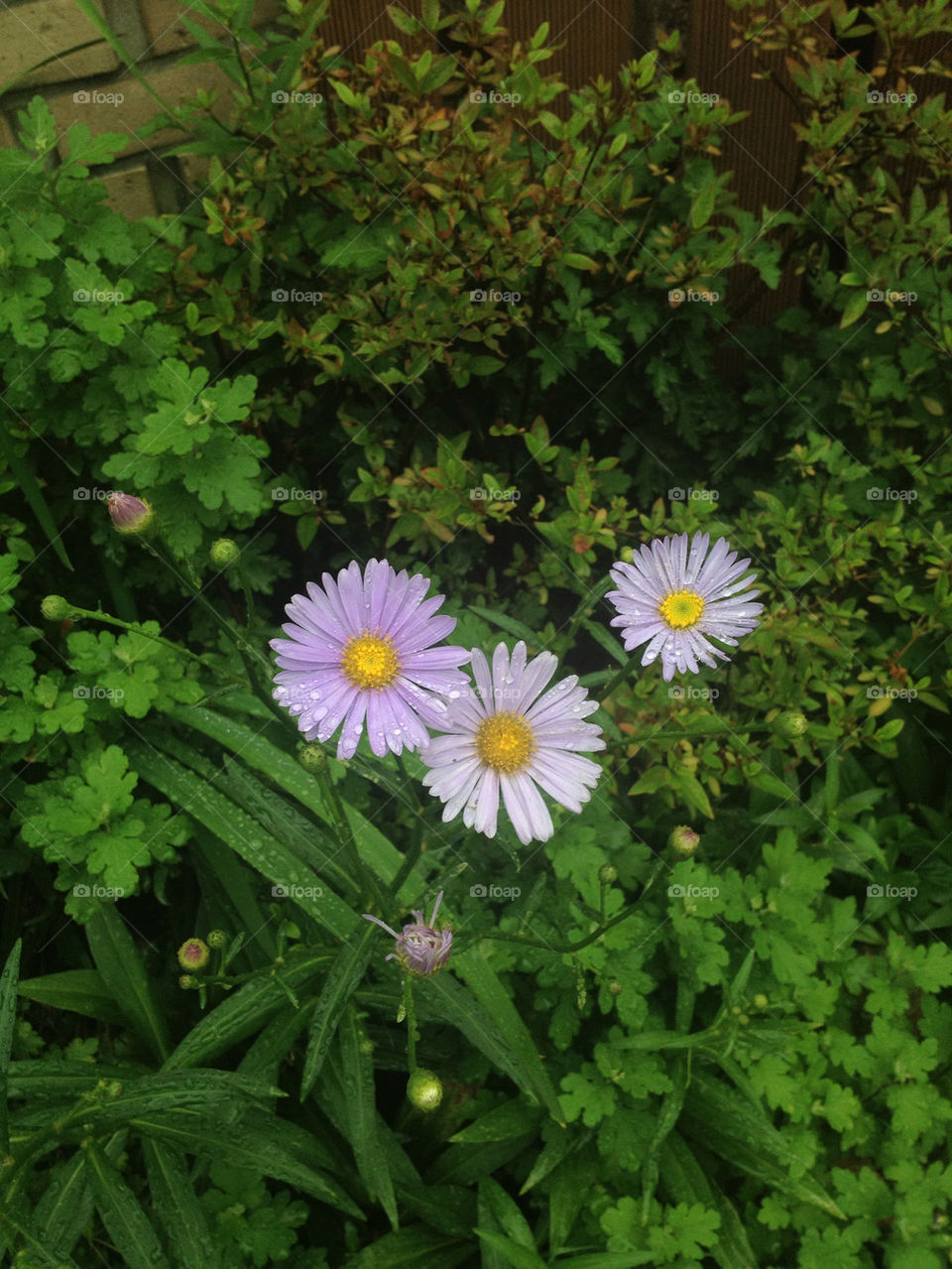 green yellow nature flower by mizi