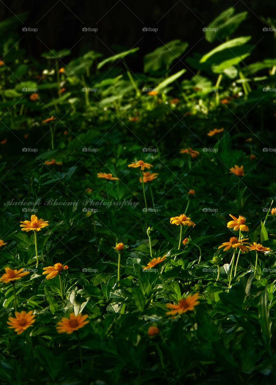 Plants are enjoying their day.