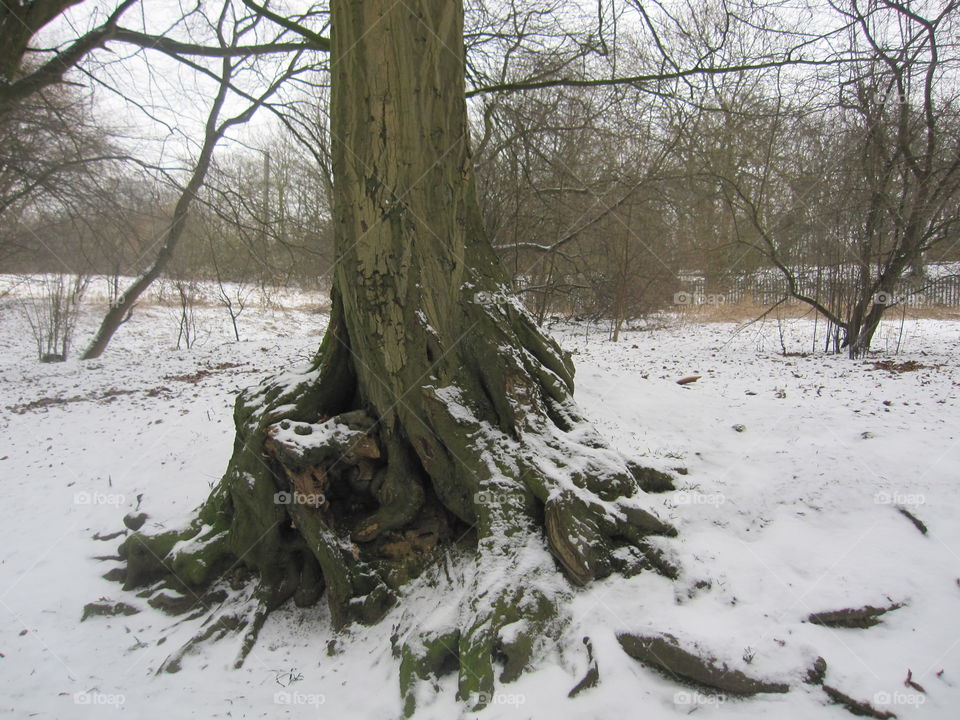 Snow Dusted Tree