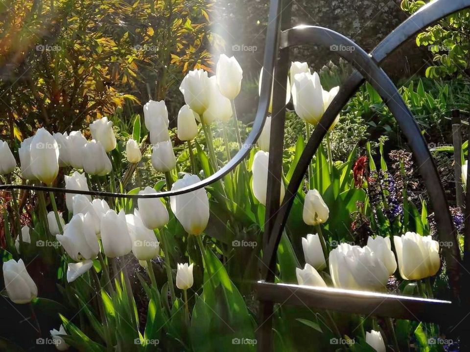 White tulips