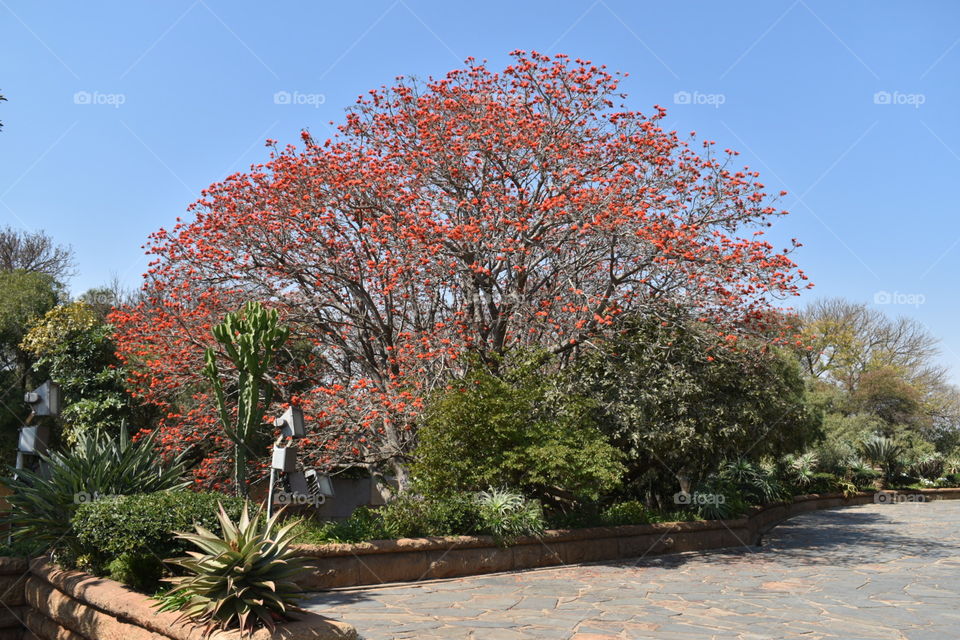 Flame tree - Pretoria, South Africa