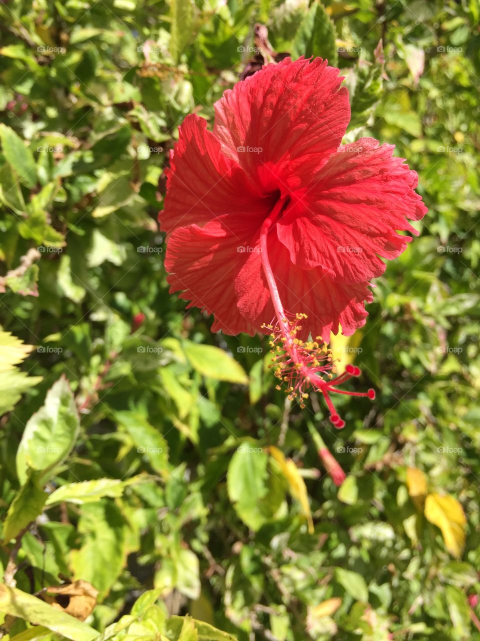 Red tropical flowers. Key West, FL. 