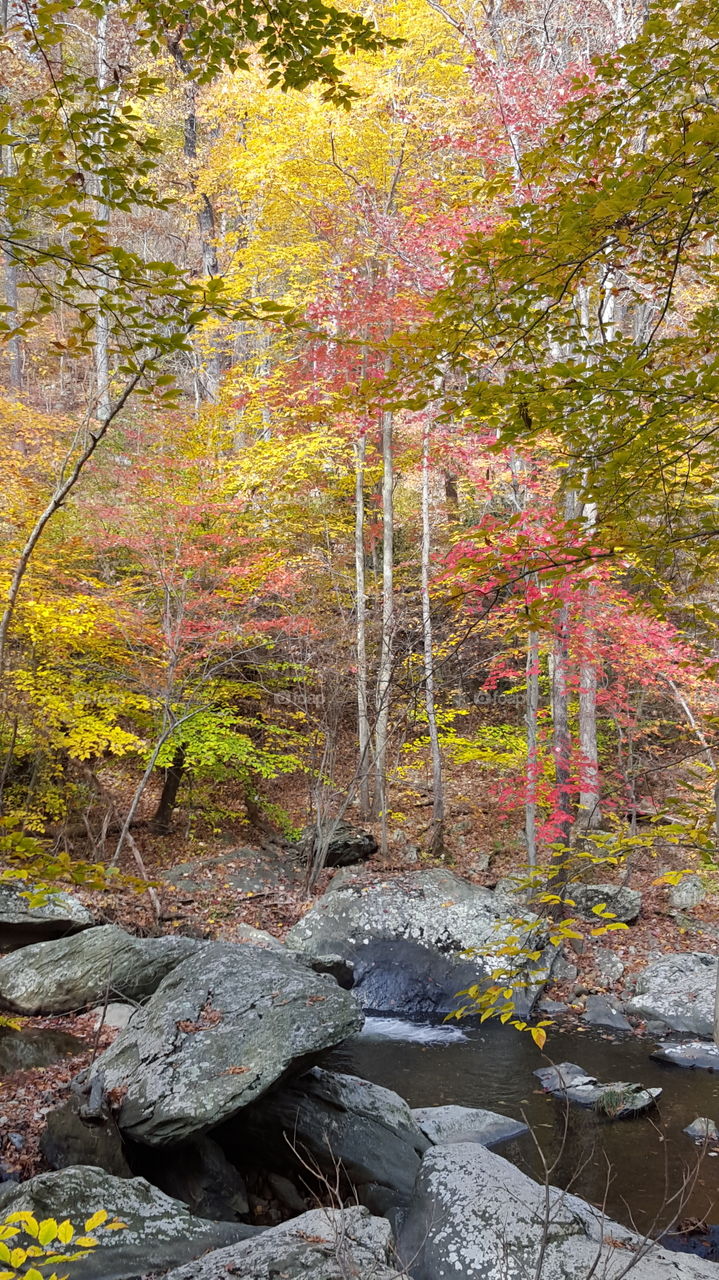 Fall, Leaf, Nature, Wood, Tree