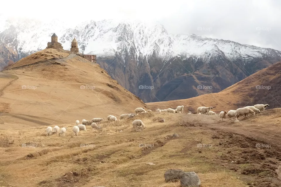 A flock