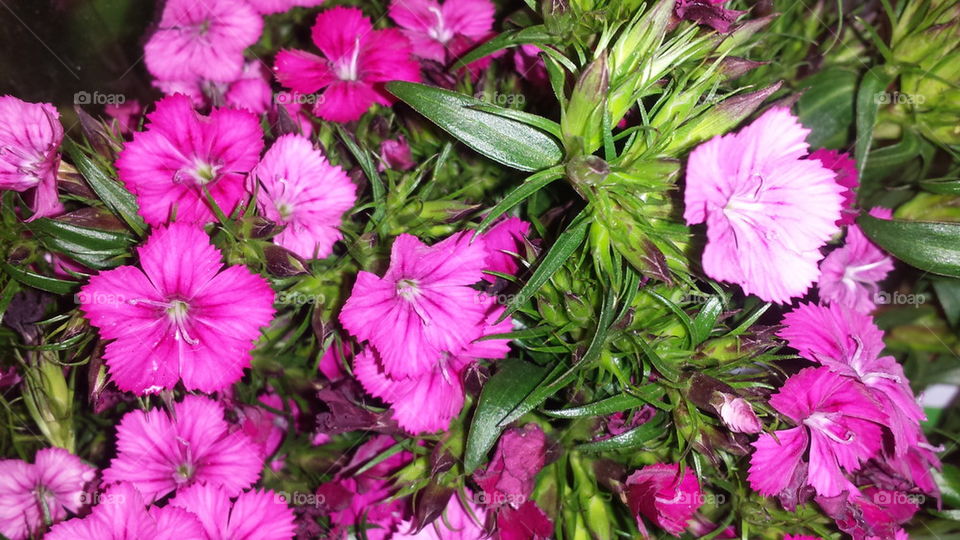 Pink dianthus