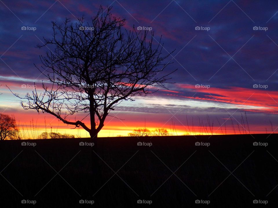 kahler Baum in der Morgendämmerung