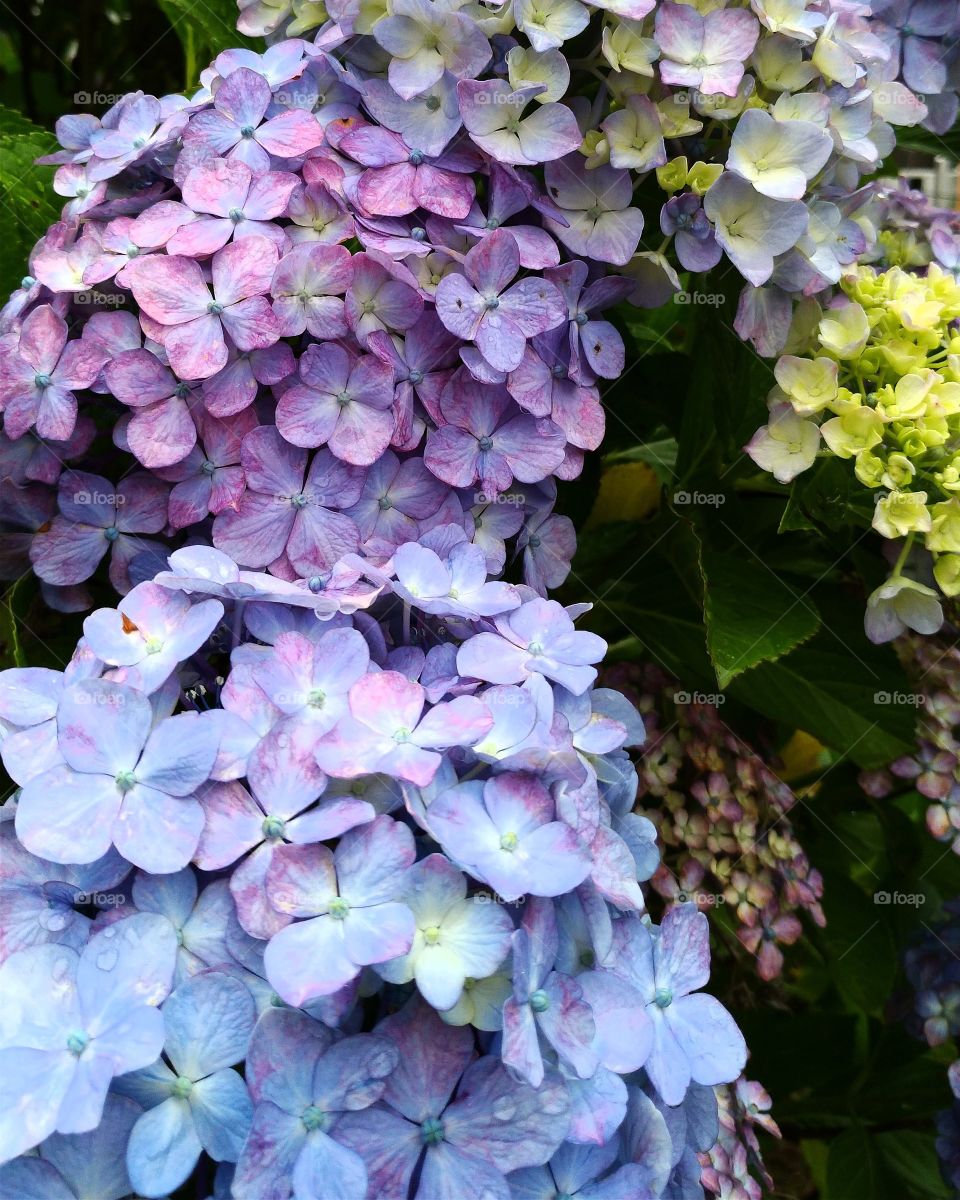 Hydrangea