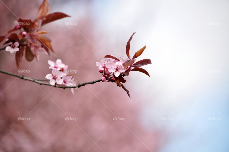 No Person, Nature, Flower, Branch, Leaf