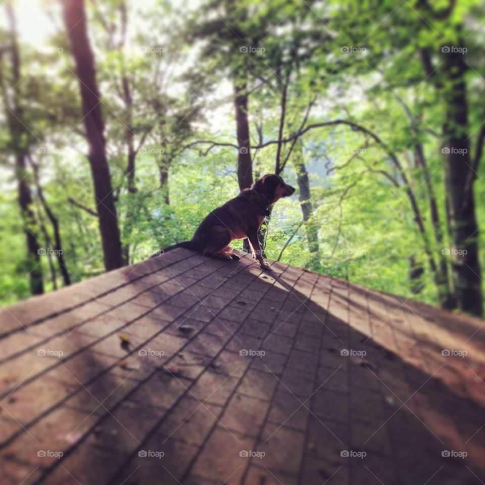 Dog on a garage roof.