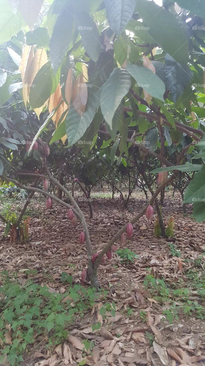 cacao
