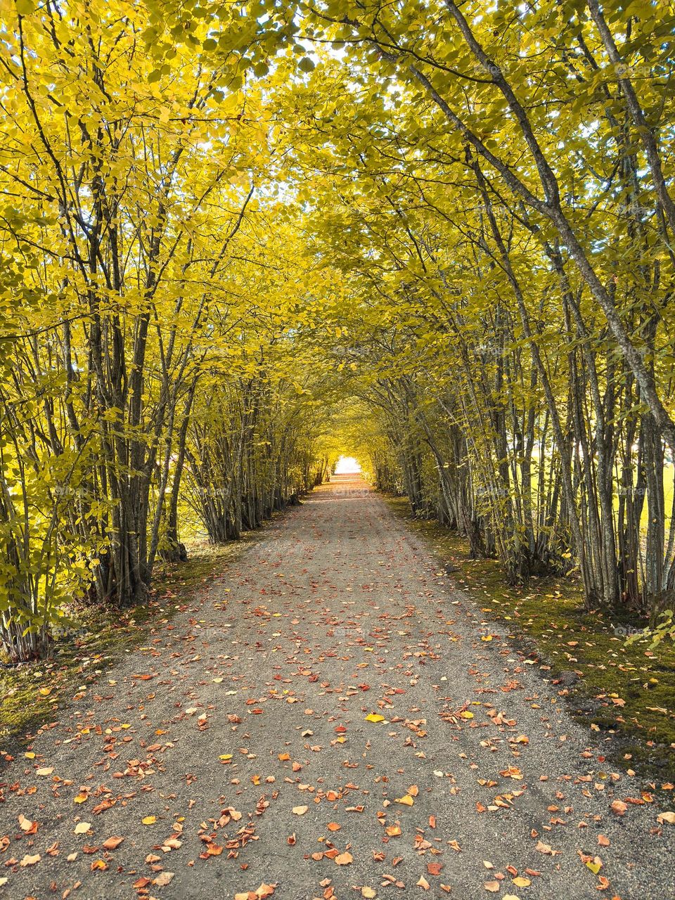 Autumn leaves don't fall, they fly. They dance on the wind, before they rest on the ground