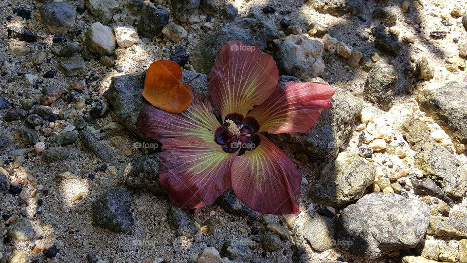 Fallen flower on the beach