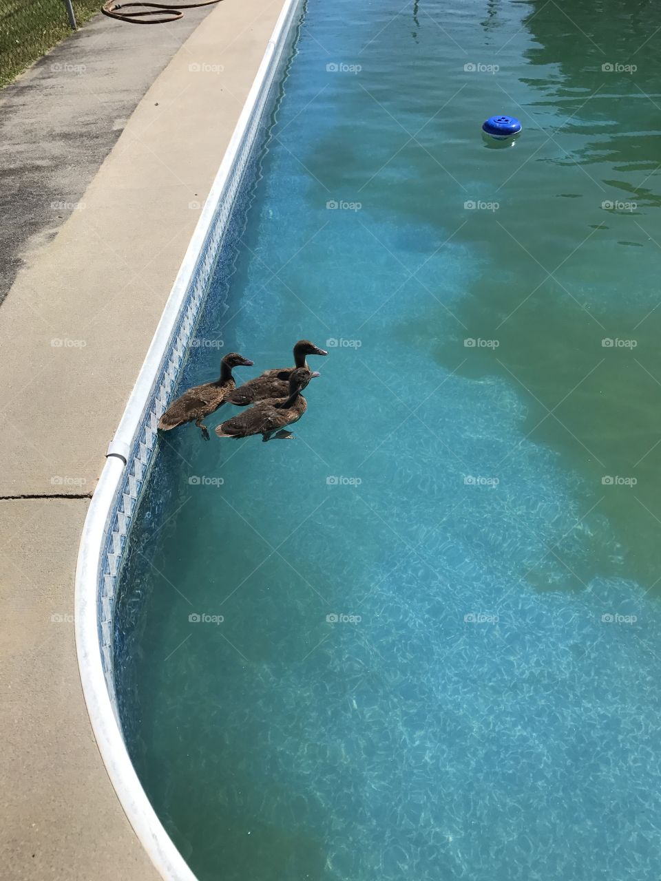 Ducks 