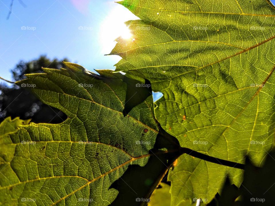 Herbst