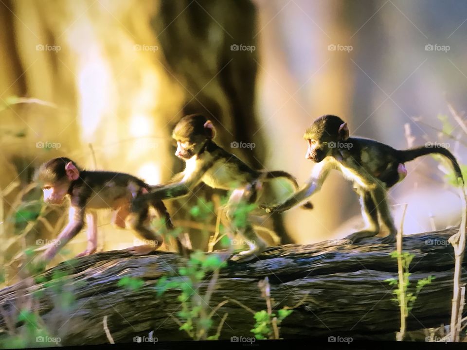 Monkeys playing 