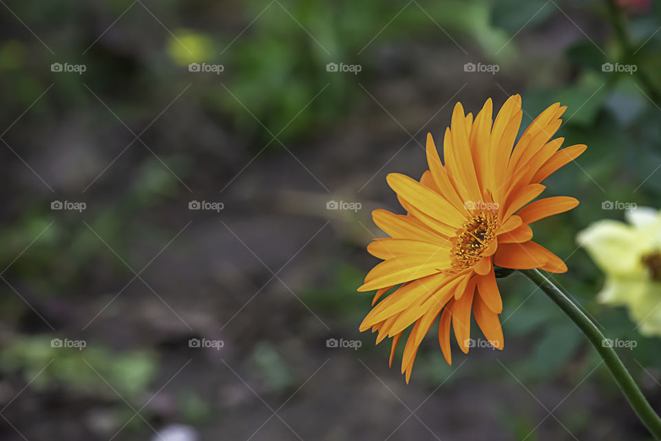 Orange flower or Zinnia Bright colors in garden.