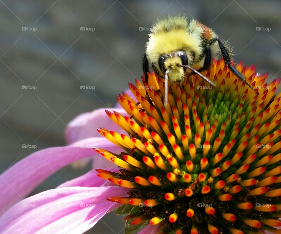 bee