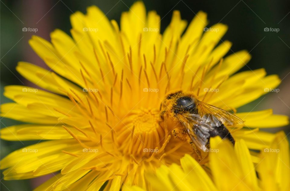 Bee on flower