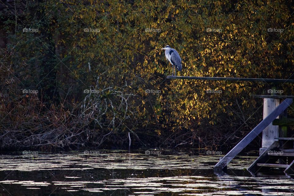 Grey Heron On Springboard