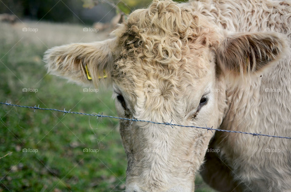 Curly cow