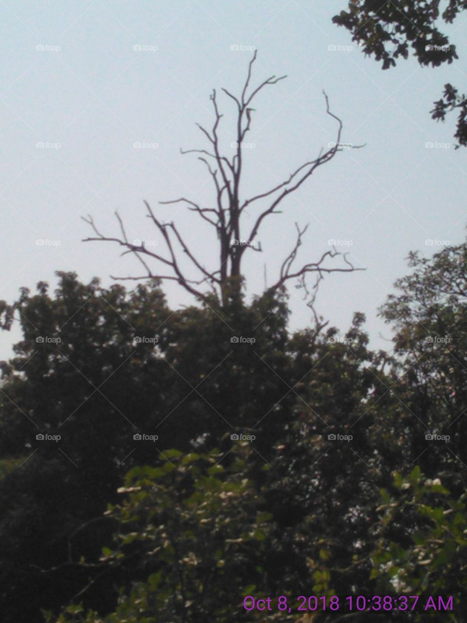 this is a very nice dryer tree in the forest.
