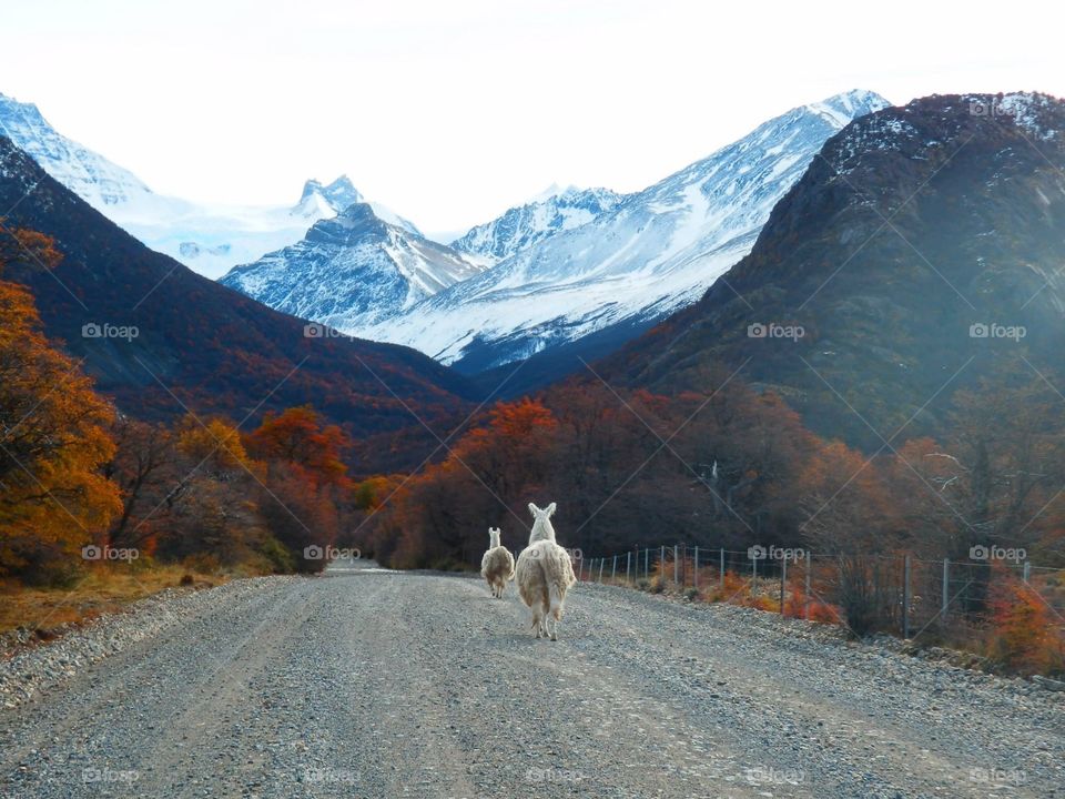 Patagonia wildlife, has been taken in Tierra de Fuego National park, Ushuaia, Argentina.  In the middle of the mountain.  
