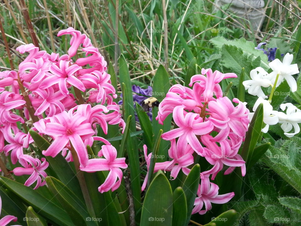 Flight of the Bumblebee. A bumblebee flying from flyer to flower.