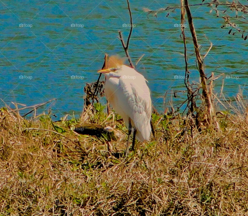 Bird heron