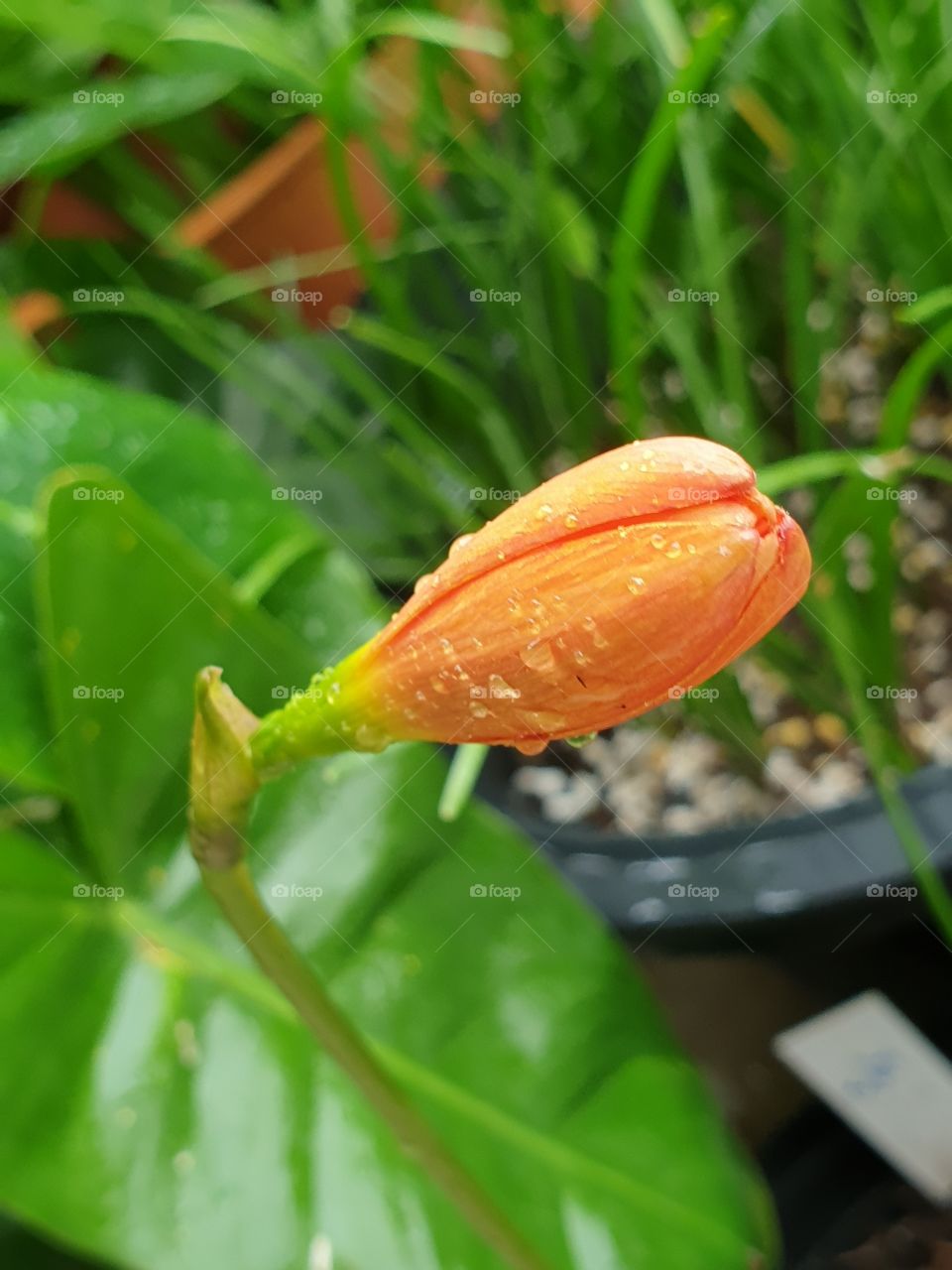 the beautiful rain lilly in Thailand