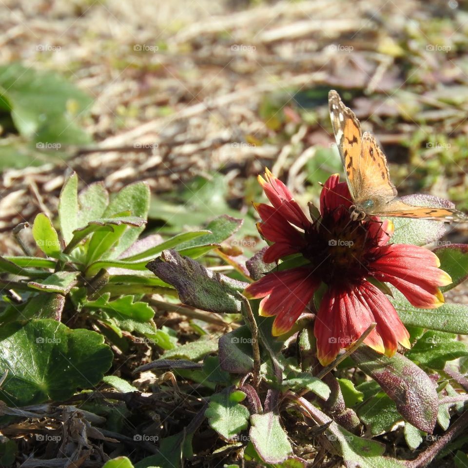 The Butterfly and the Flower