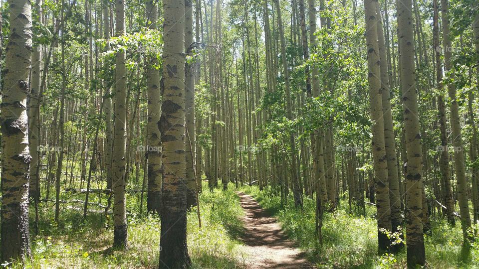 Aspens