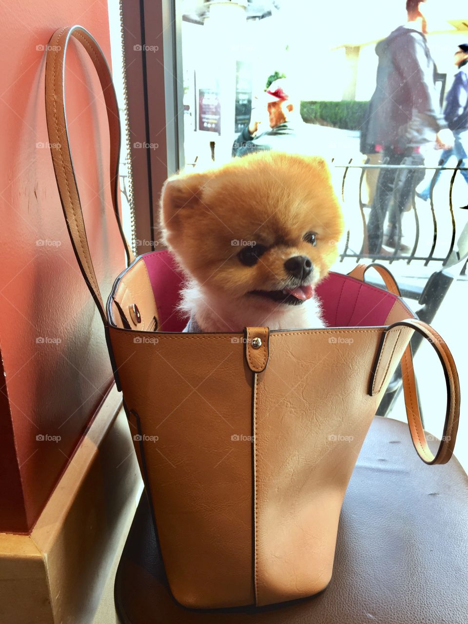 Little puppy in purse
