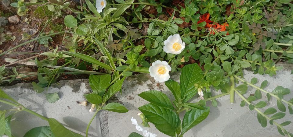 White Blooms ❤️✨