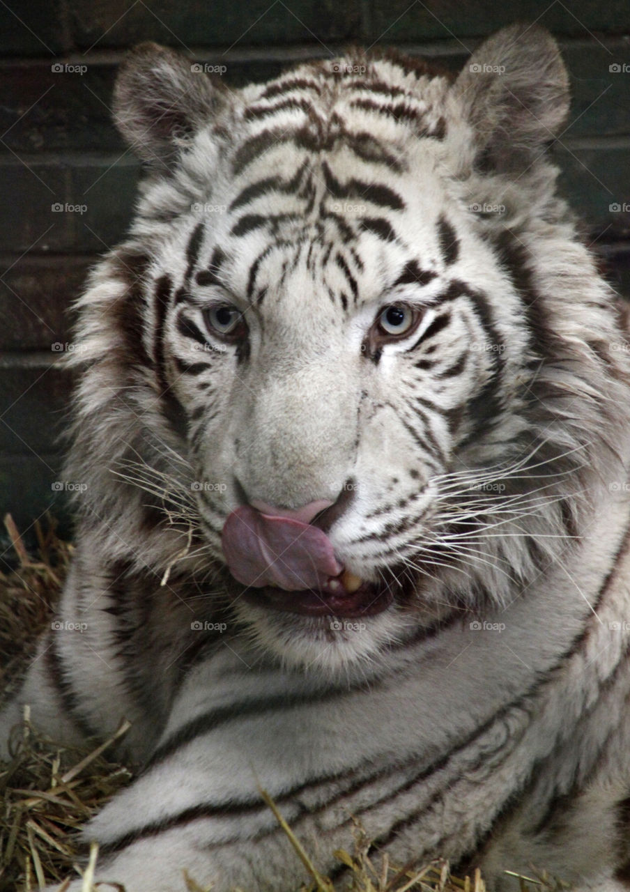 White tiger