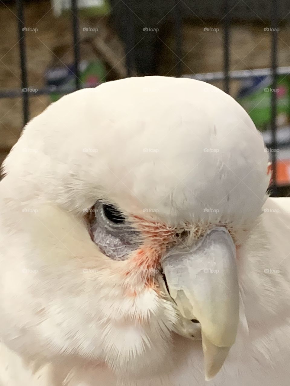 Bird at the pet store 