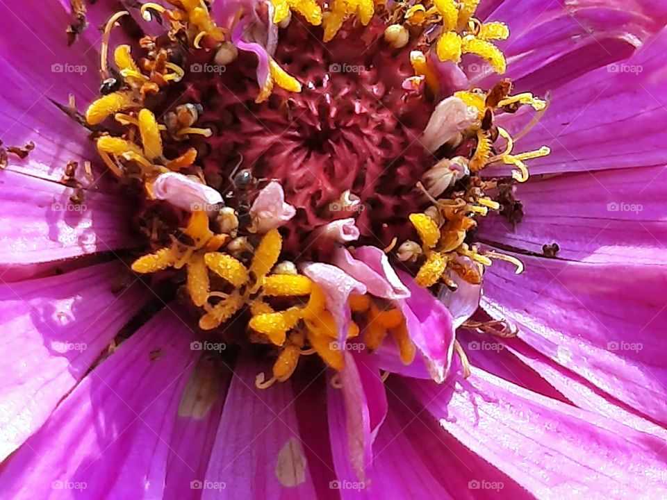 close-up of zinnia flower