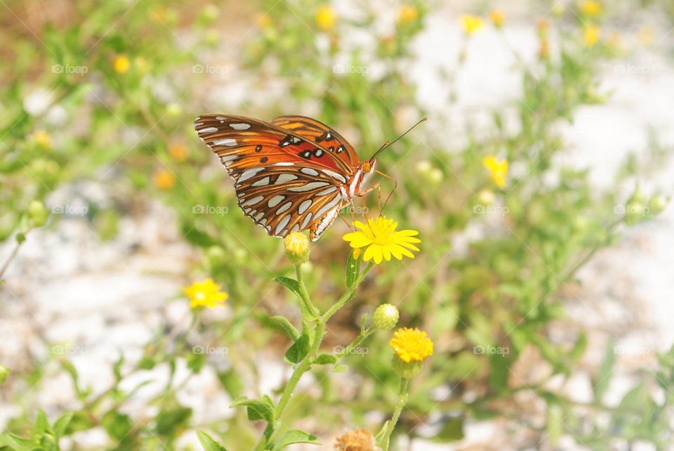 A gorgeous butterfly