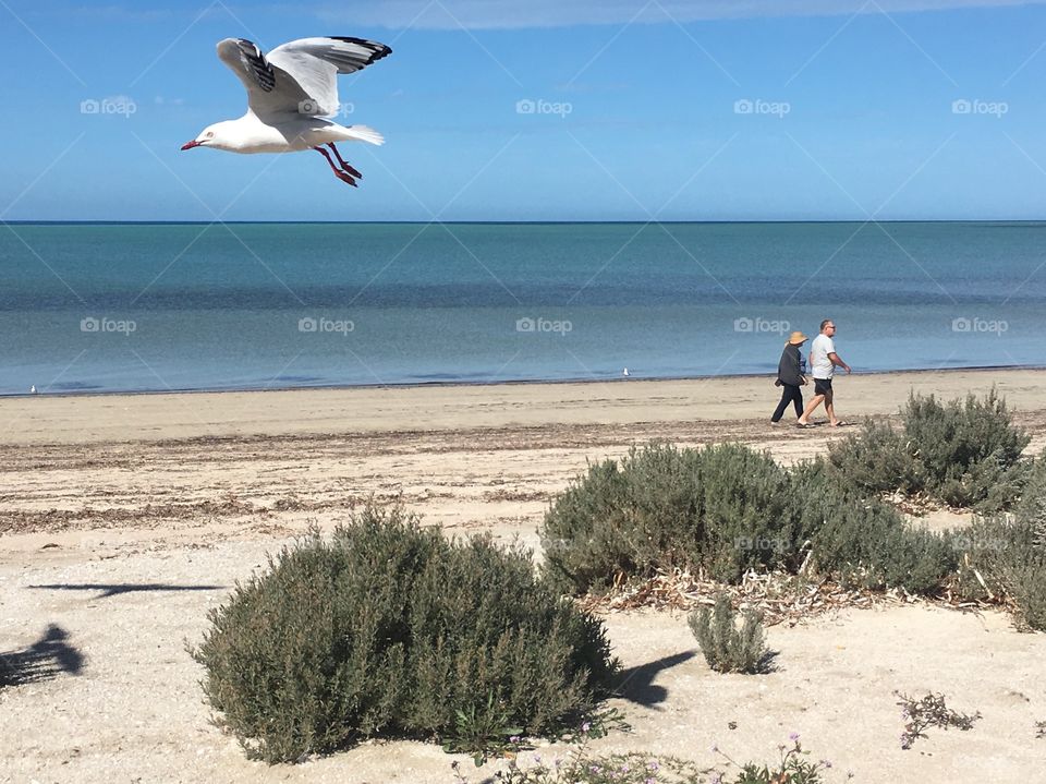 One seagull closeup in mid flight on beach with ocean horizon in background, middle age couple walking along shoreline 