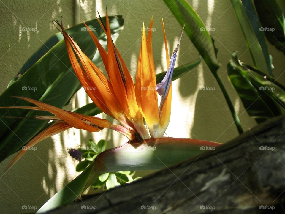 Bird of paradise 