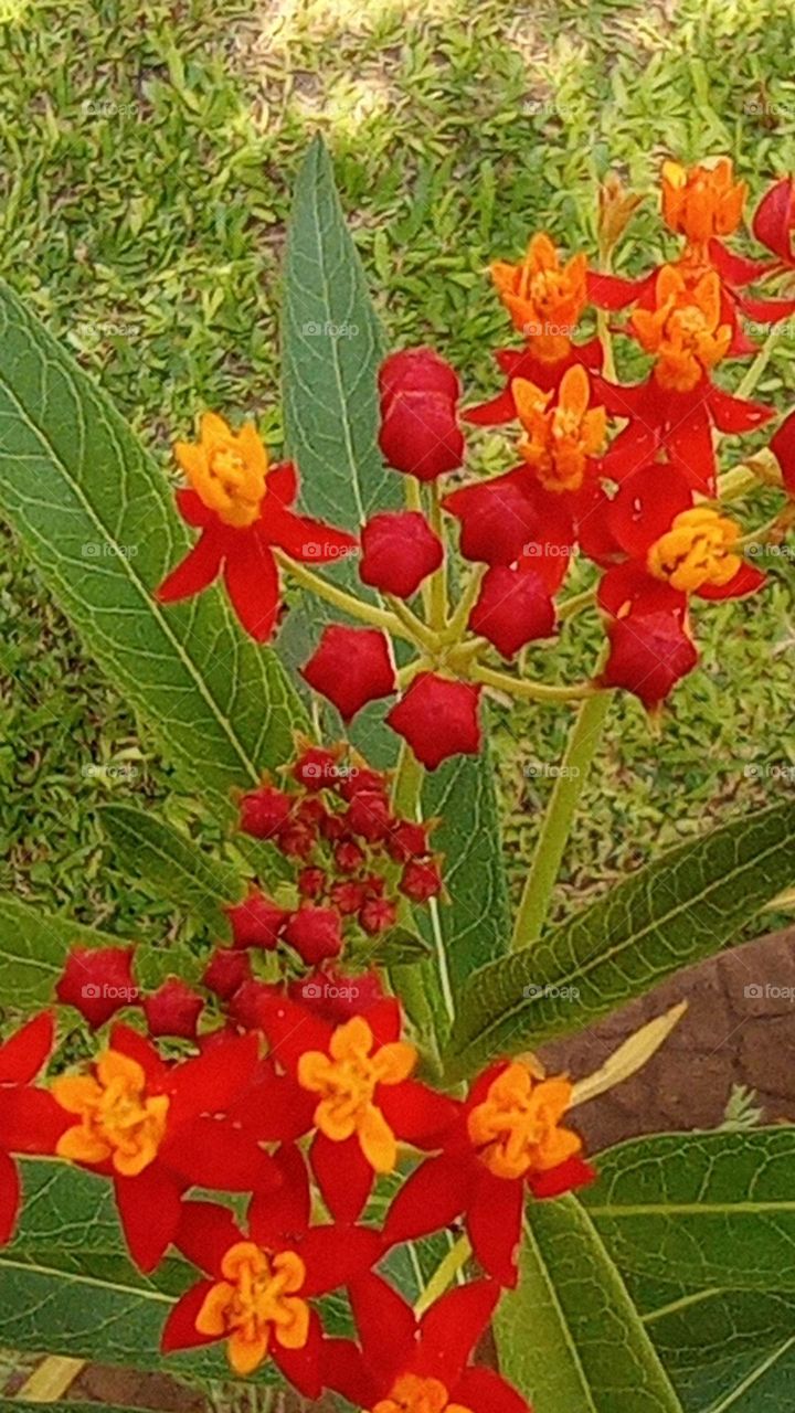 colorful flowers / flores coloridas