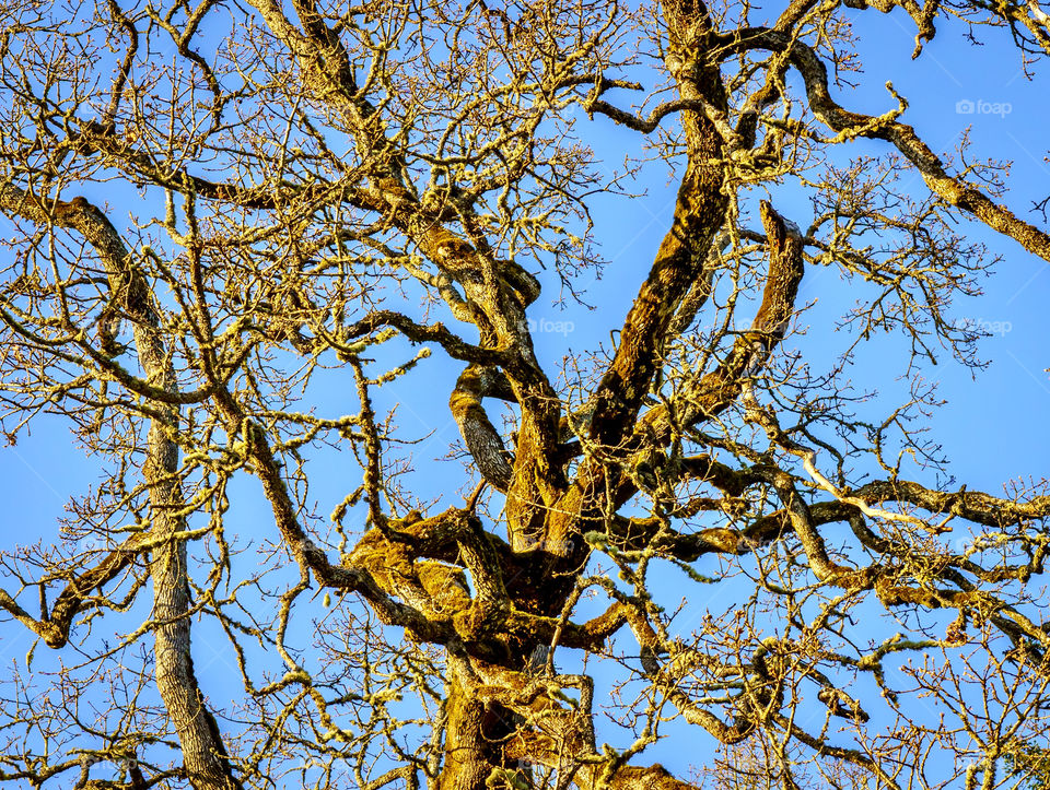 Gary oak tree without leaves in winter 