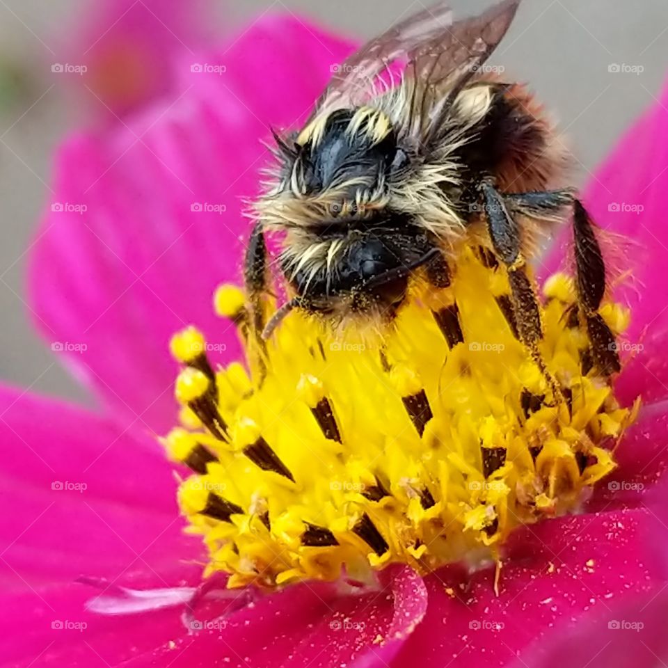 up close and personal with a bee!