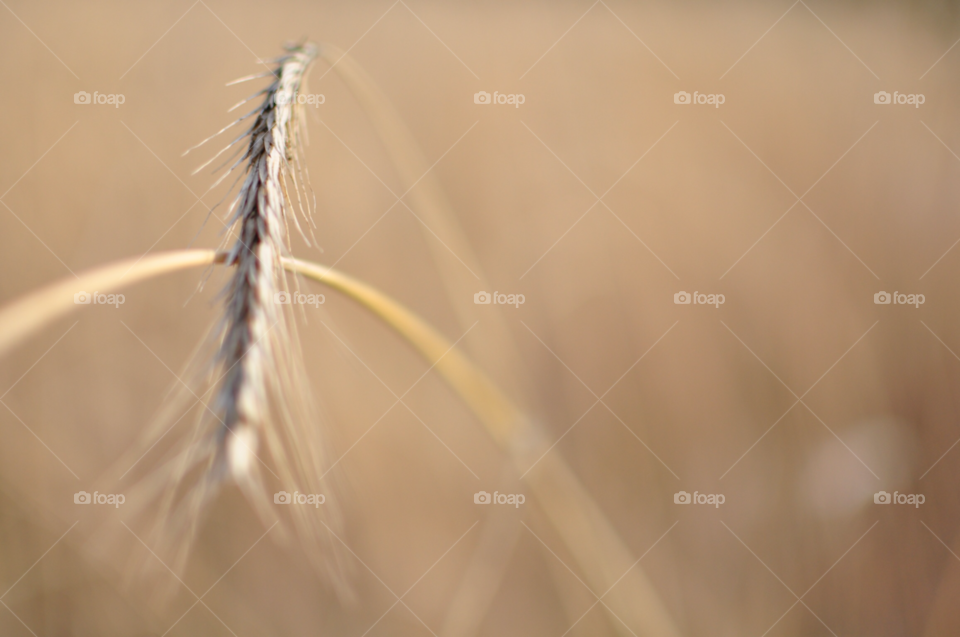 summer harvest crop cornfield by SirBluto